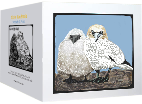 gannet and chick card photo